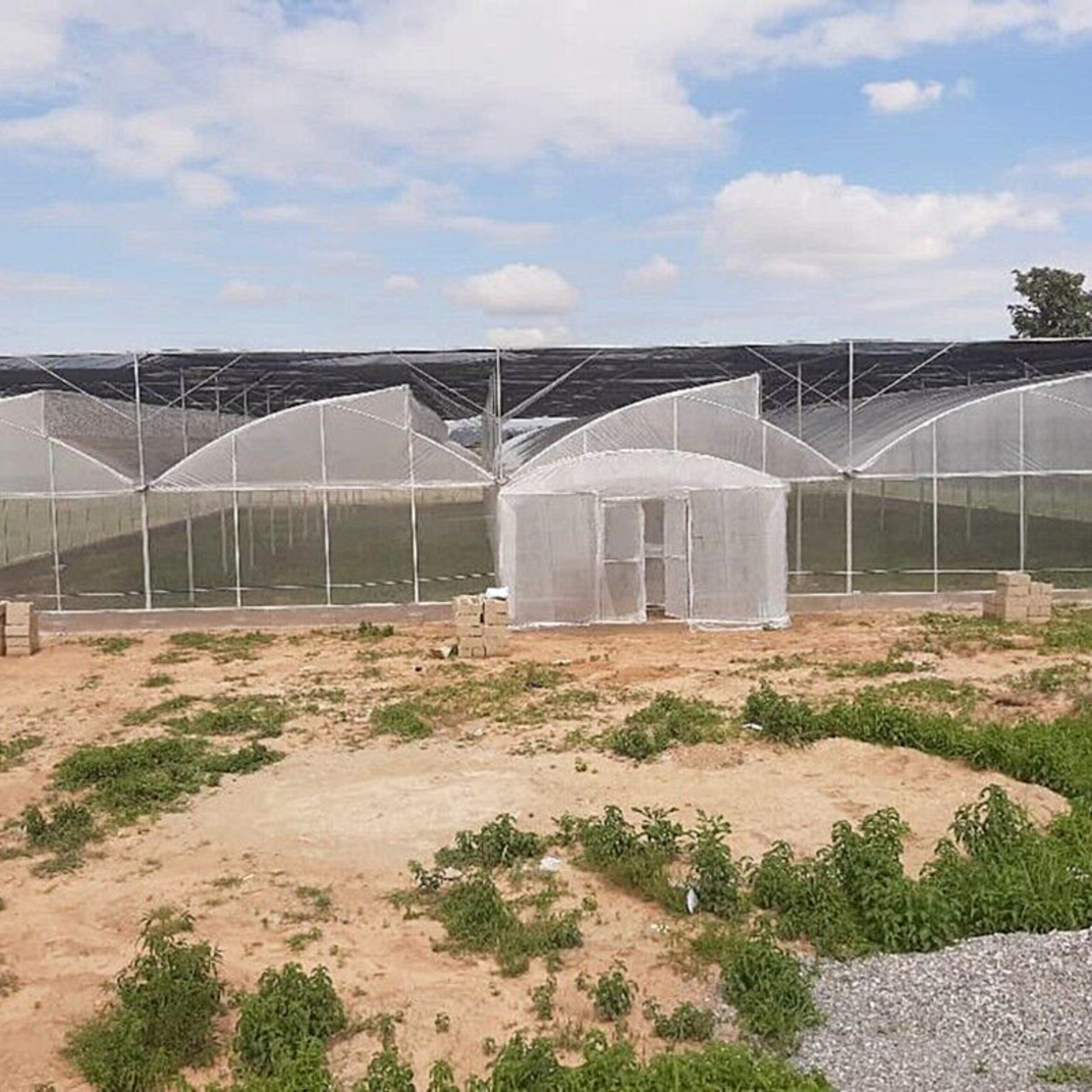 Sawtooth Greenhouse for Agricultural Crop Cultivation