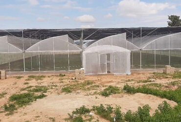 Sawtooth Greenhouse for Agricultural Crop Cultivation