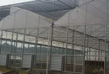 Sawtooth Greenhouse for Agricultural Crop Cultivation