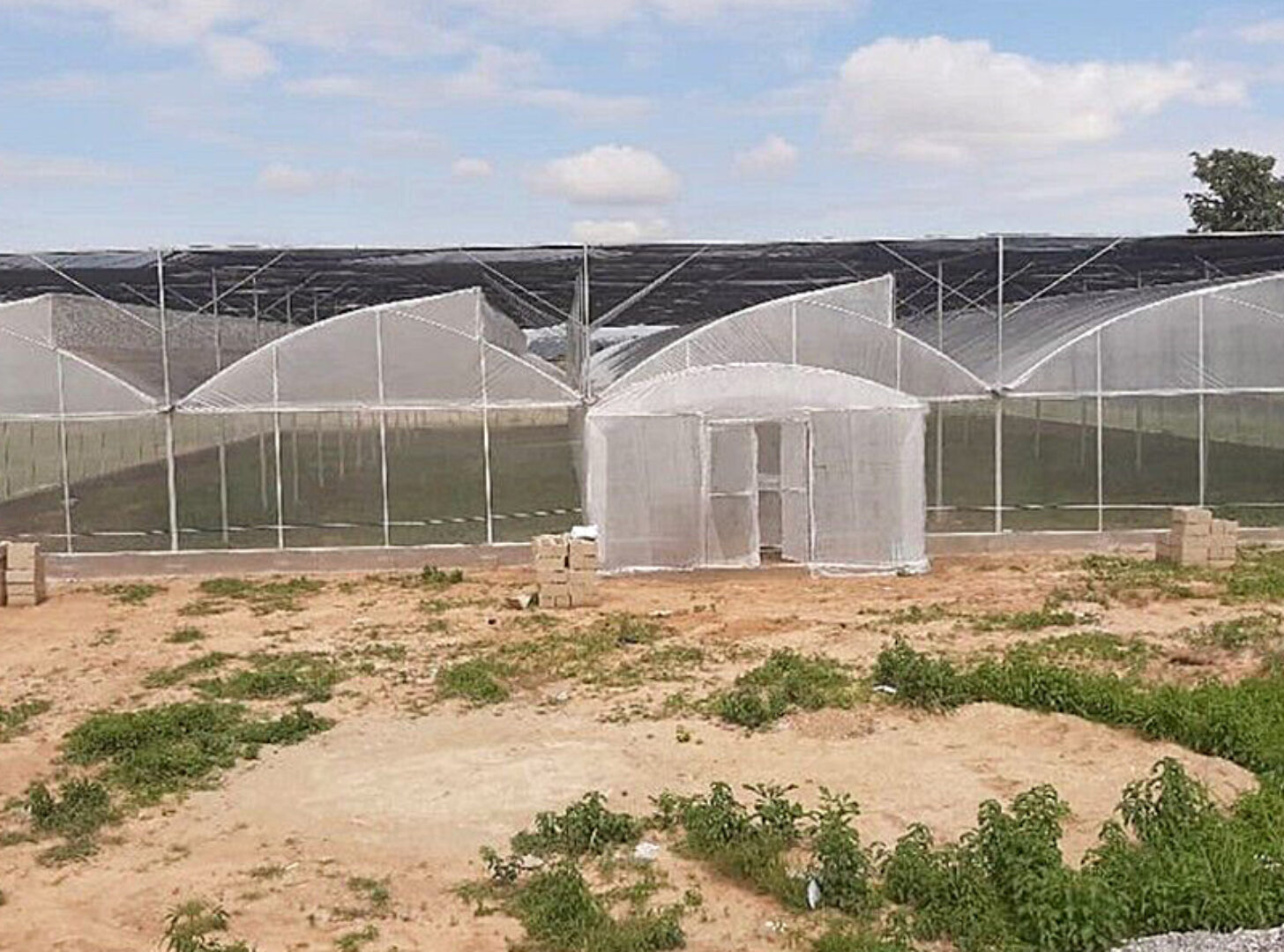 Sawtooth Greenhouse for Agricultural Crop Cultivation
