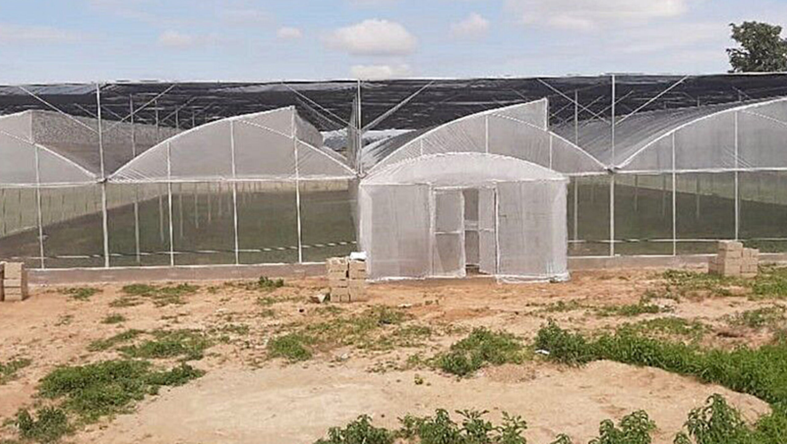 Sawtooth Greenhouse for Agricultural Crop Cultivation