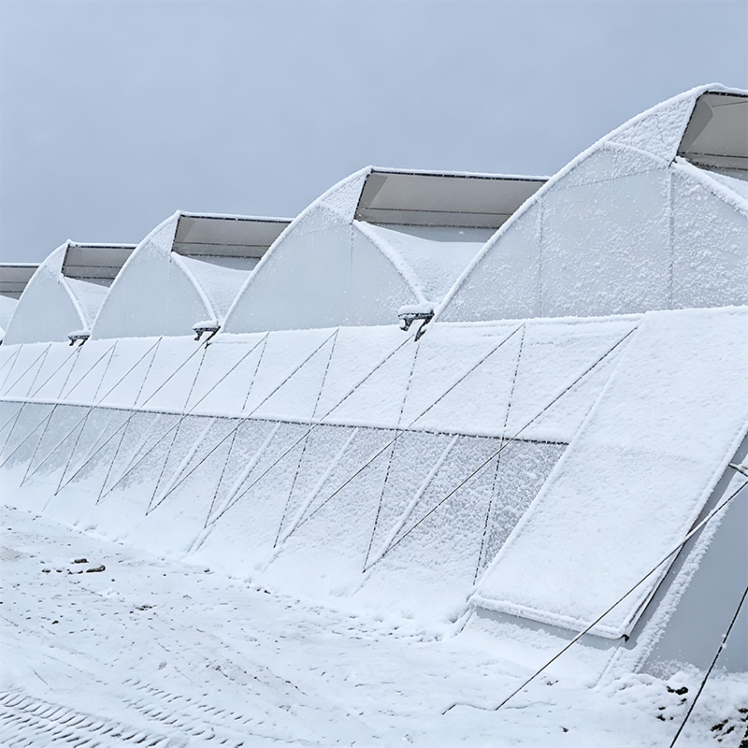 Sawtooth Greenhouse with Automated Climate and Fertigation
