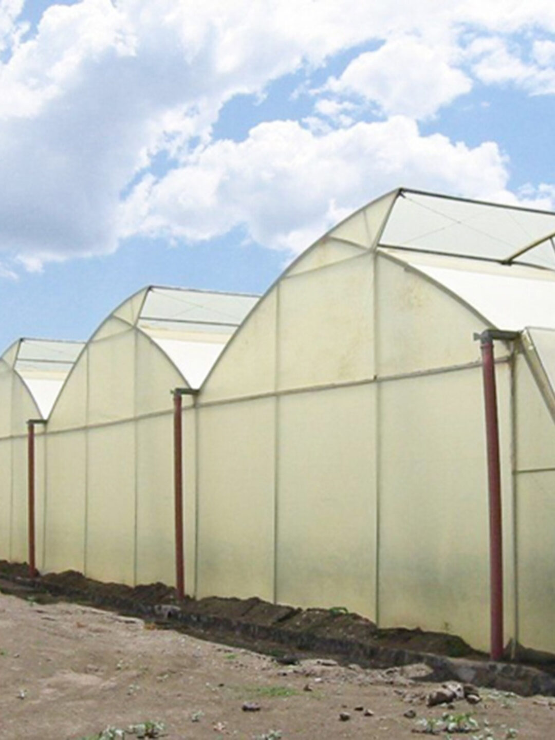 Sawtooth Greenhouse with Automated Climate and Fertigation