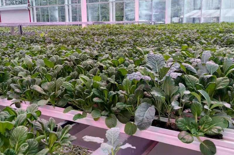 Semi-Closed Greenhouse