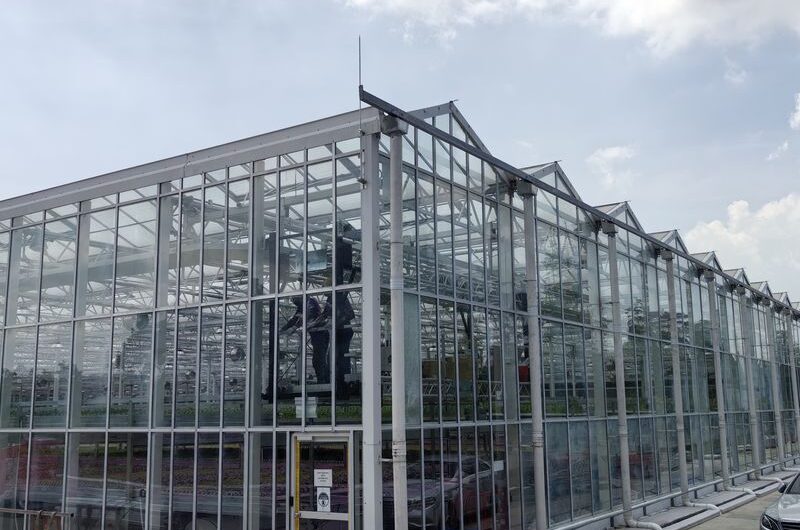 Semi-Closed Greenhouse EG-D-BBB80E