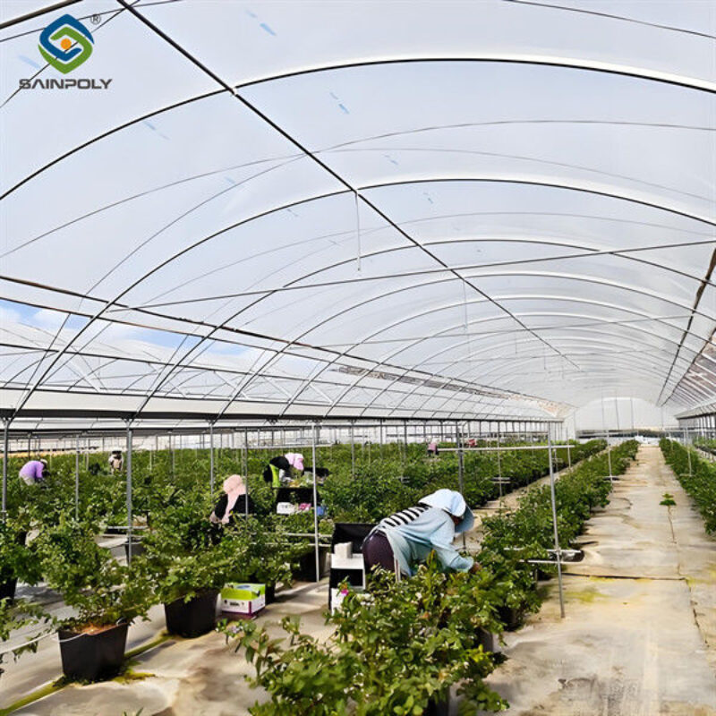 Simple Design Easy To Install Blueberry Greenhouse With Electric Manual Systems