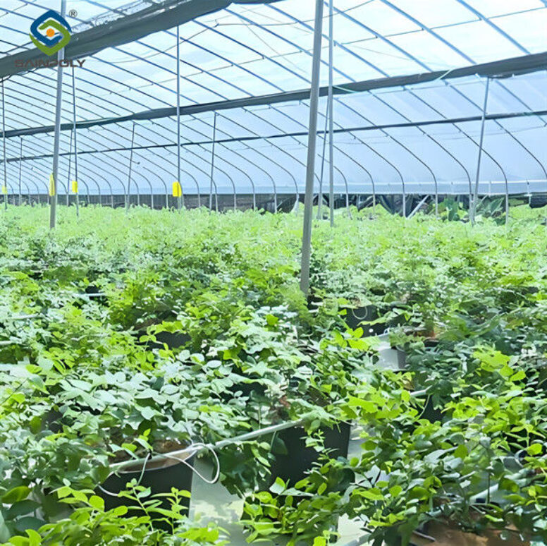 Simple Design Easy To Install Blueberry Greenhouse With Electric Manual Systems