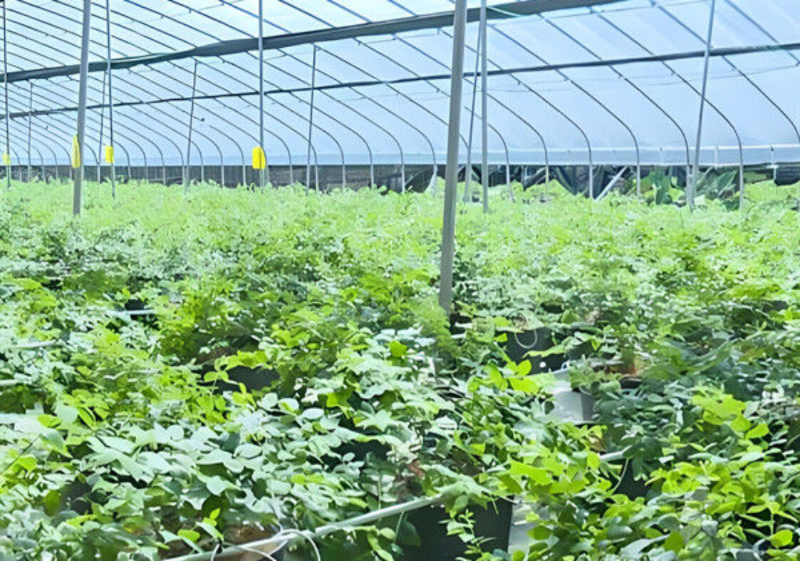 Simple Design Easy To Install Blueberry Greenhouse With Electric Manual Systems