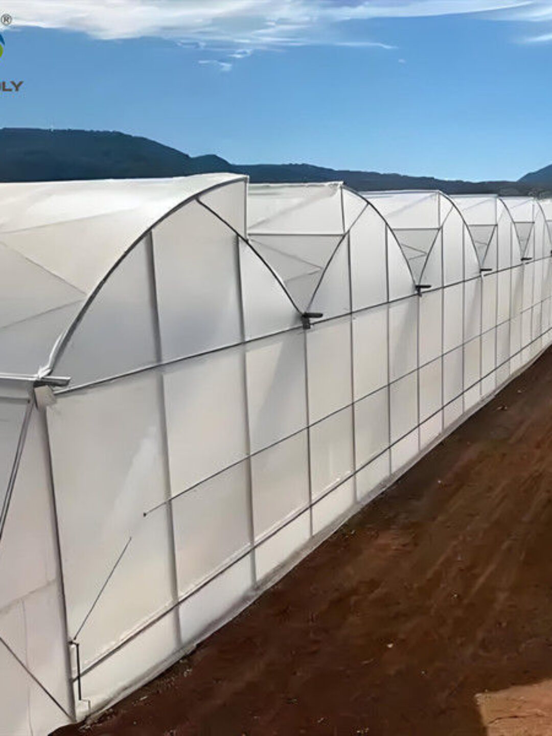 Simple Multi Span Commercial Gothic Type Greenhouse Wind Resistance