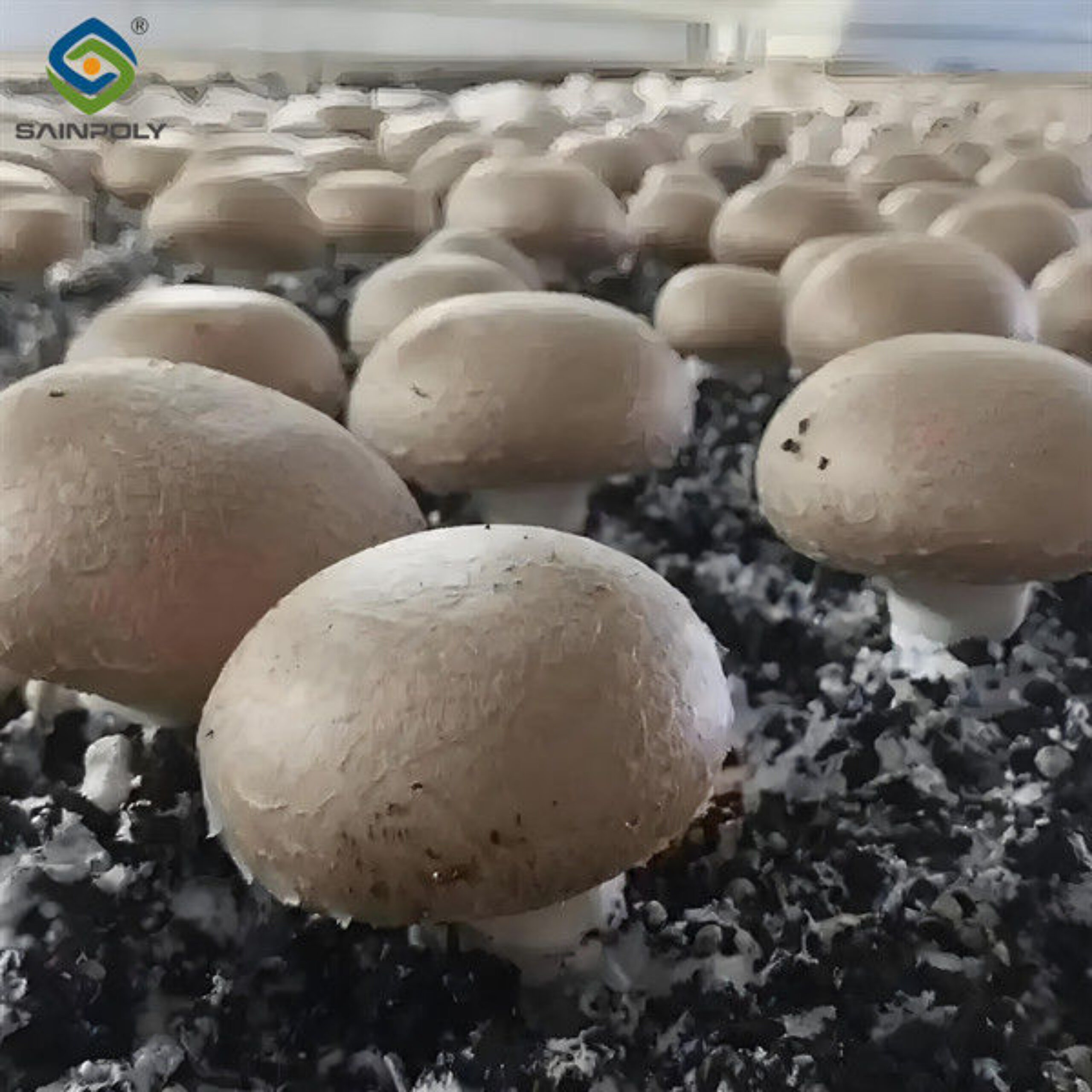 Single Layer Plastic Blackout Greenhouse Mushroom Farming Greenhouse Good Ventilation