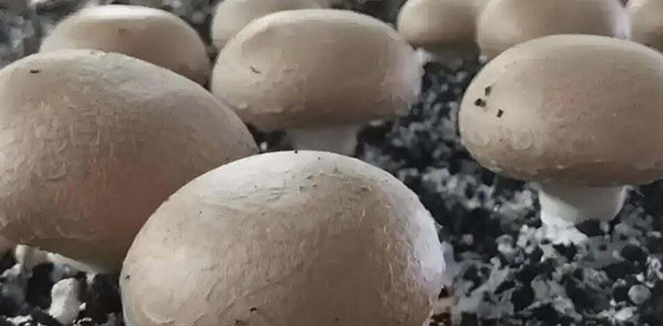 Single Layer Plastic Blackout Greenhouse Mushroom Farming Greenhouse Good Ventilation