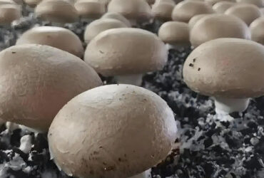 Single Layer Plastic Blackout Greenhouse Mushroom Farming Greenhouse Good Ventilation