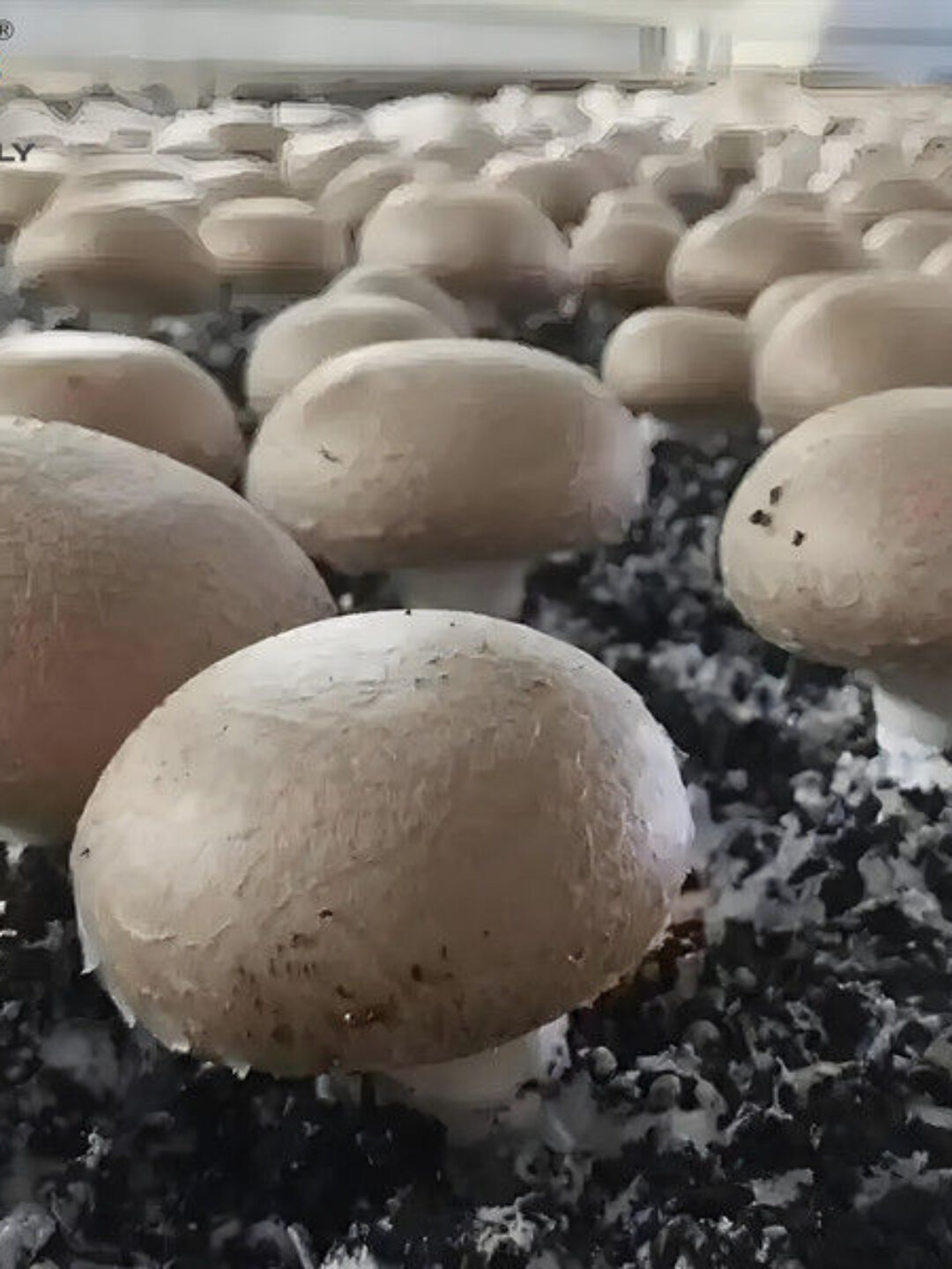 Single Layer Plastic Blackout Greenhouse Mushroom Farming Greenhouse Good Ventilation