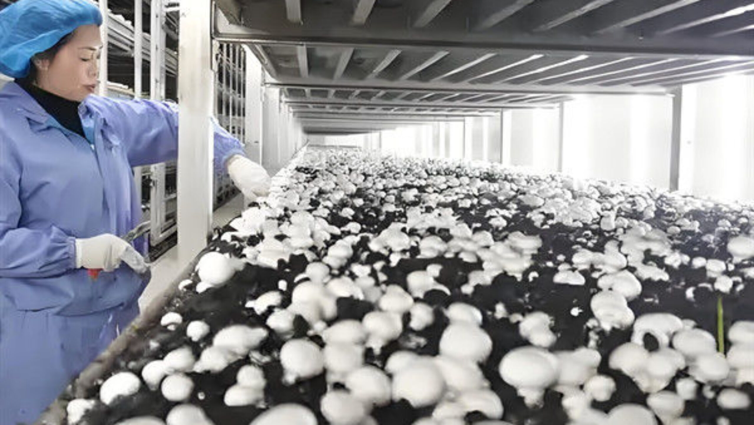 Single Layer Plastic Blackout Greenhouse Mushroom Farming Greenhouse Good Ventilation