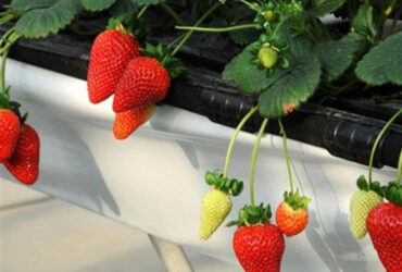 Single Span Commercial Greenhouse Kits Plastic Film Tunnel Greenhouse Stable Structure