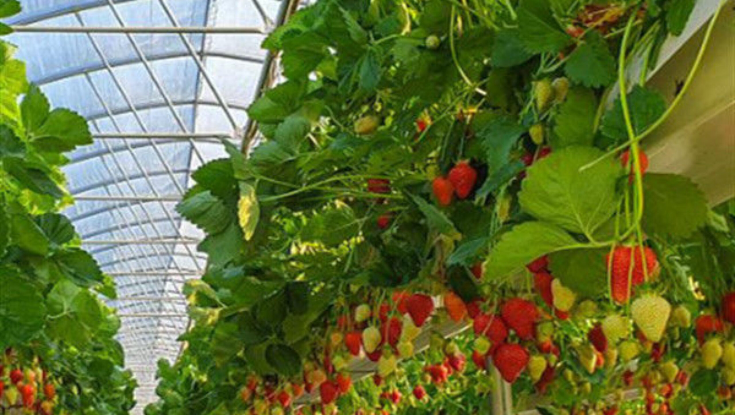 Single Span Commercial Greenhouse Kits Plastic Film Tunnel Greenhouse Stable Structure