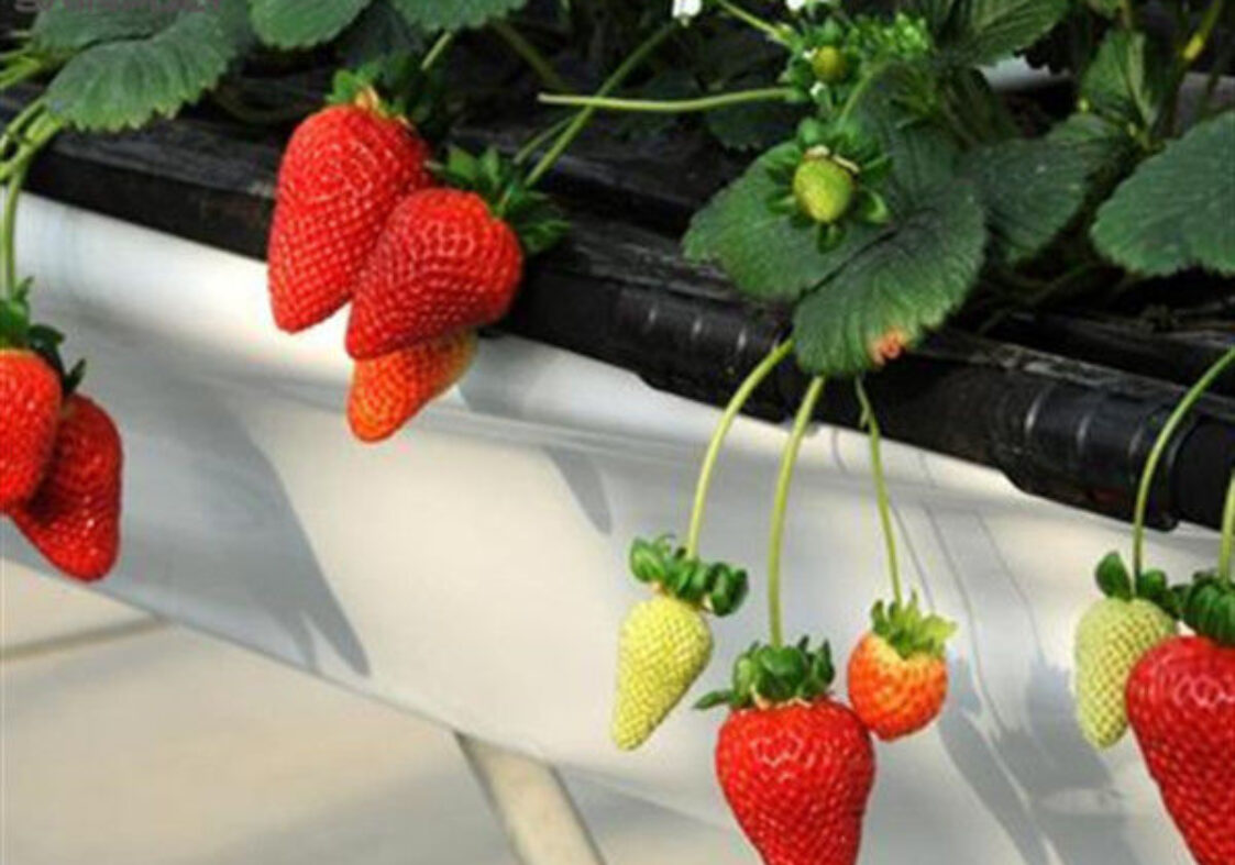 Single Span Commercial Greenhouse Kits Plastic Film Tunnel Greenhouse Stable Structure