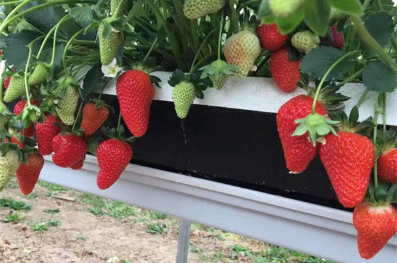Single Span Commercial Greenhouse Kits Plastic Film Tunnel Greenhouse Stable Structure