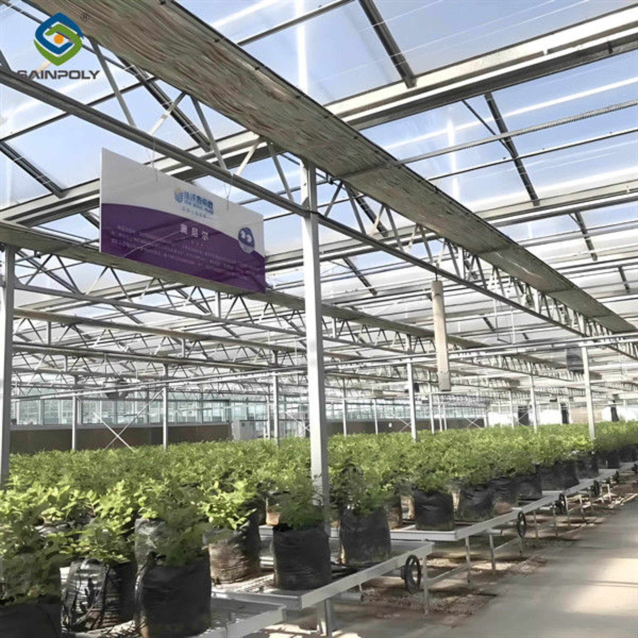 Single Span Greenhouse Metal Frame Greenhouse For Blueberry Production