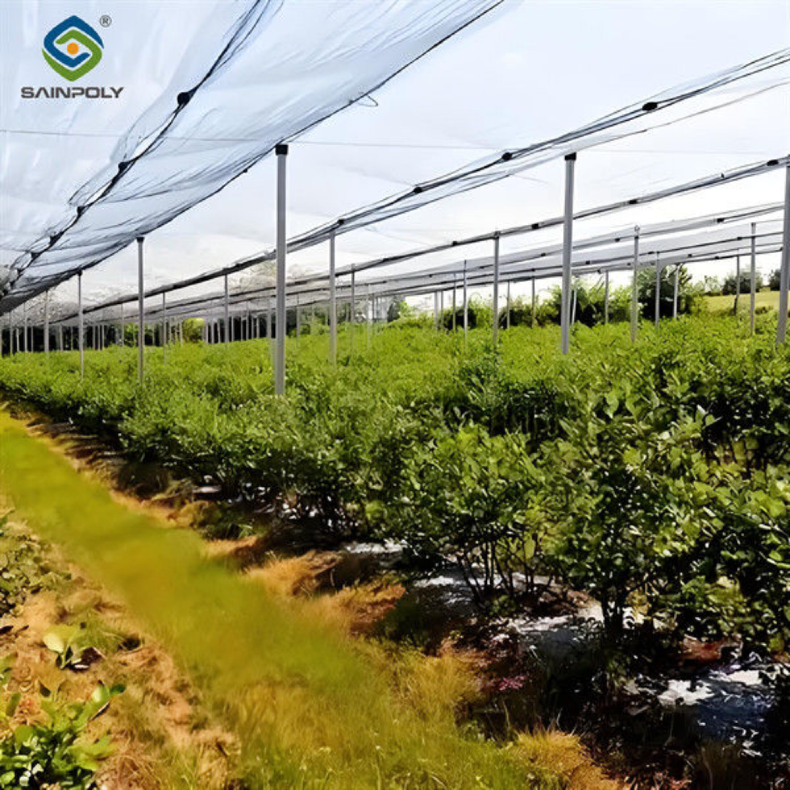 Single Span Greenhouse Metal Frame Greenhouse For Blueberry Production