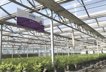 Single Span Greenhouse Metal Frame Greenhouse For Blueberry Production