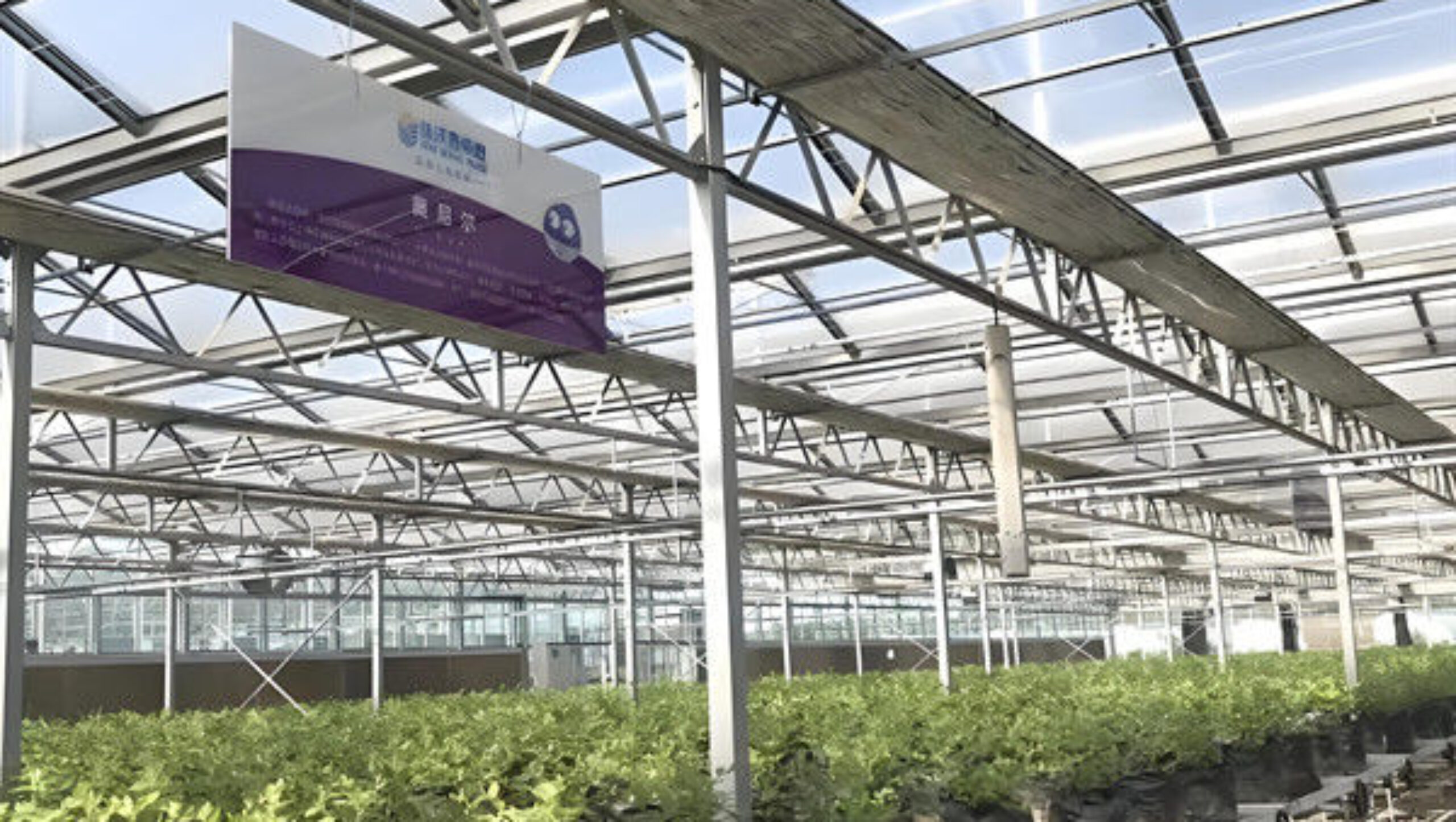 Single Span Greenhouse Metal Frame Greenhouse For Blueberry Production
