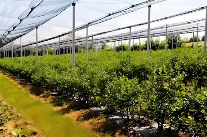 Single Span Greenhouse Metal Frame Greenhouse For Blueberry Production