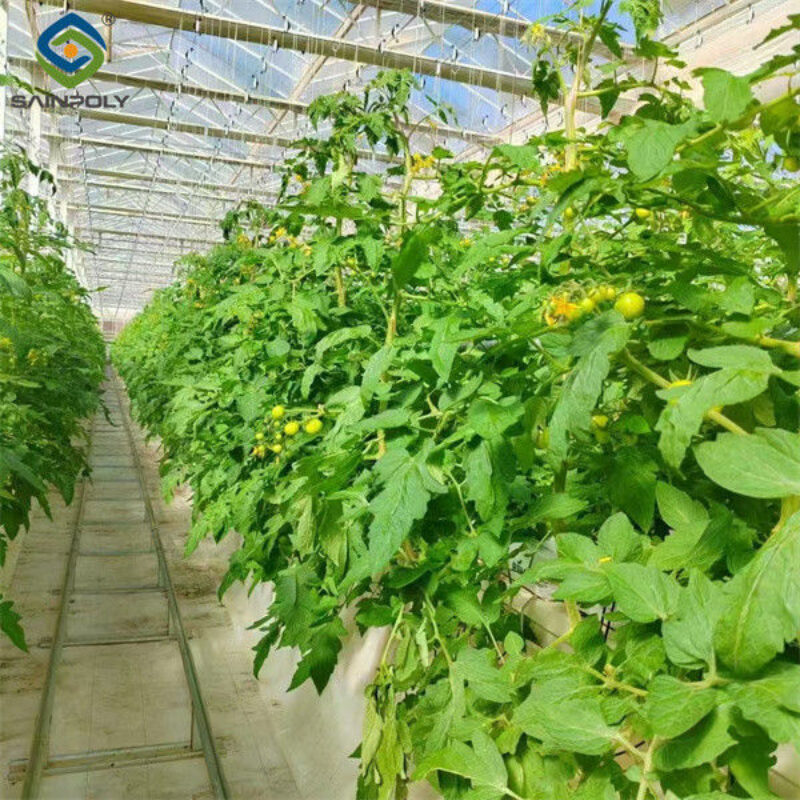 Single Span Tomato Greenhouse Hydroponics Growing Large Glass Green Houses