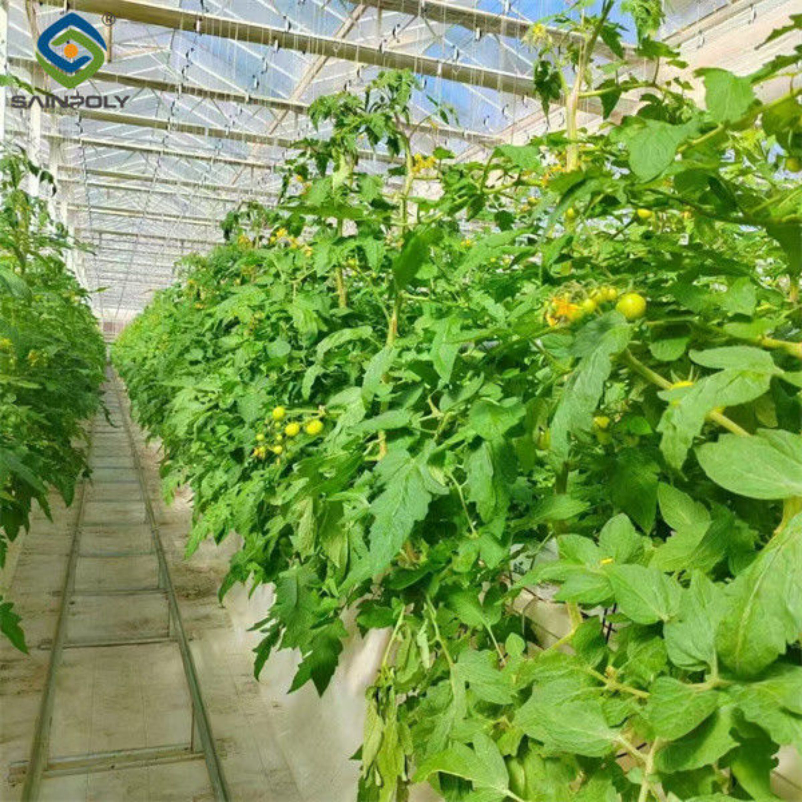 Single Span Tomato Greenhouse Hydroponics Growing Large Glass Green Houses
