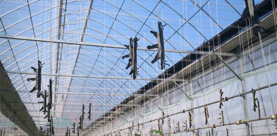 Single Span Tomato Greenhouse Hydroponics Growing Large Glass Green Houses