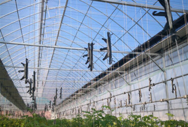 Single Span Tomato Greenhouse Hydroponics Growing Large Glass Green Houses