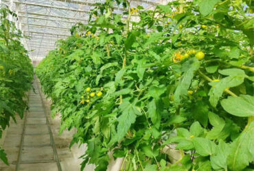 Single Span Tomato Greenhouse Hydroponics Growing Large Glass Green Houses