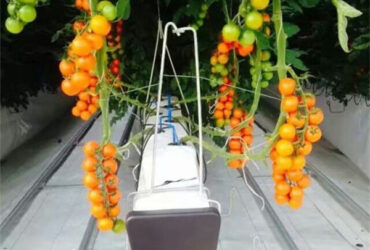 Single Span Tomato Greenhouse Hydroponics Growing Large Glass Green Houses
