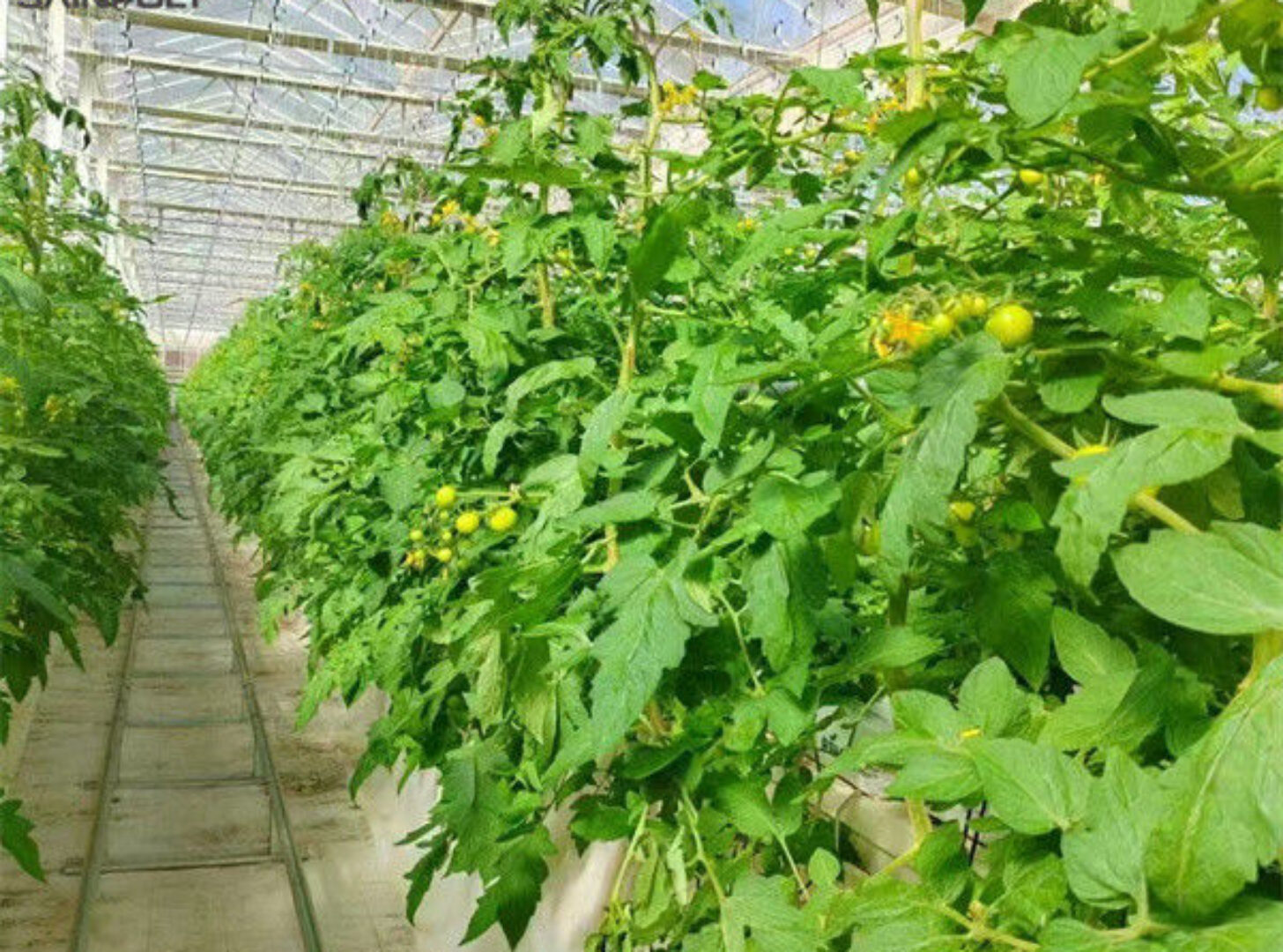 Single Span Tomato Greenhouse Hydroponics Growing Large Glass Green Houses