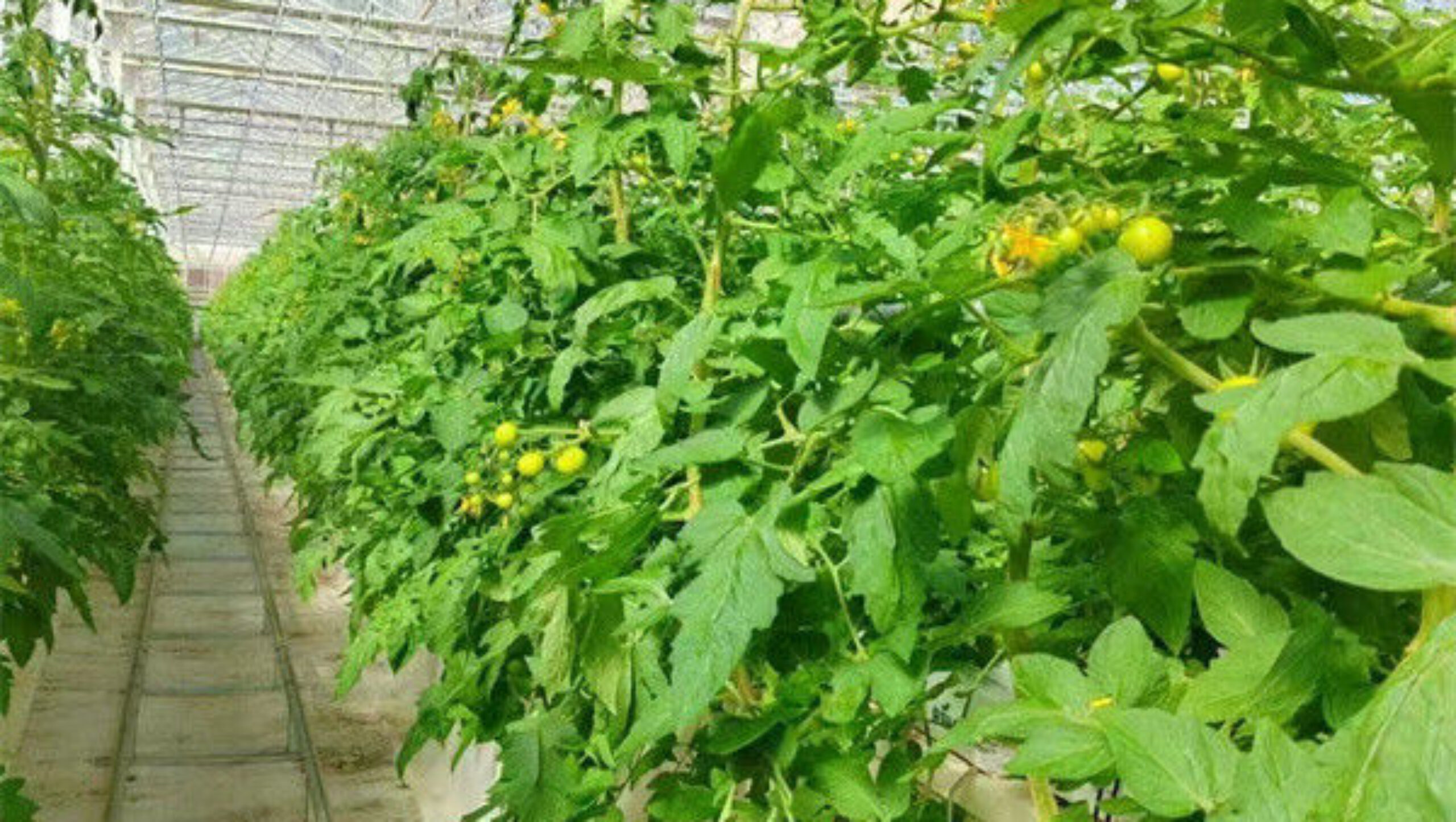 Single Span Tomato Greenhouse Hydroponics Growing Large Glass Green Houses