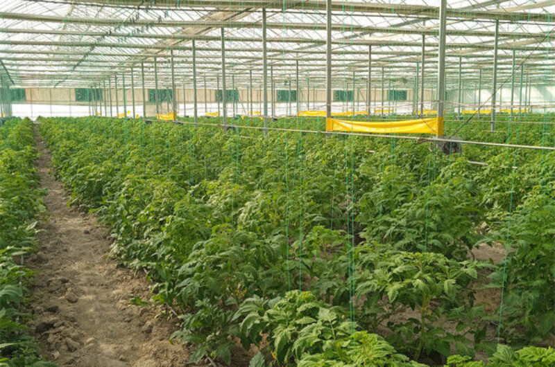 Single Span Tomato Greenhouse Hydroponics Growing Large Glass Green Houses