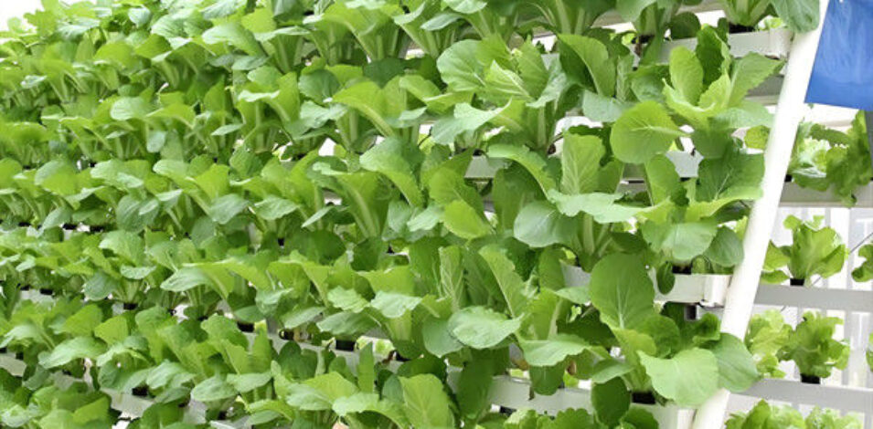 Soilless Culture Tomato Greenhouse With Nft Hydroponic System