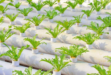 Soilless Culture Tomato Greenhouse With Nft Hydroponic System