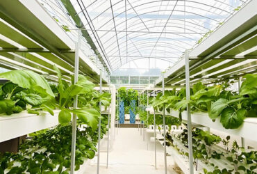Soilless Culture Tomato Greenhouse With Nft Hydroponic System