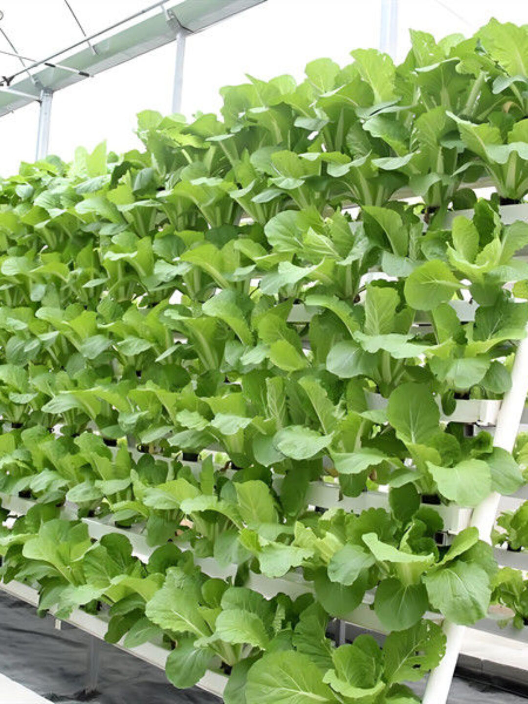 Soilless Culture Tomato Greenhouse With Nft Hydroponic System