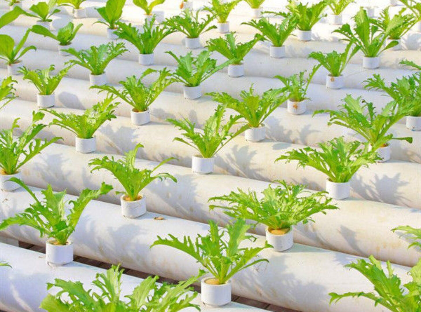 Soilless Culture Tomato Greenhouse With Nft Hydroponic System