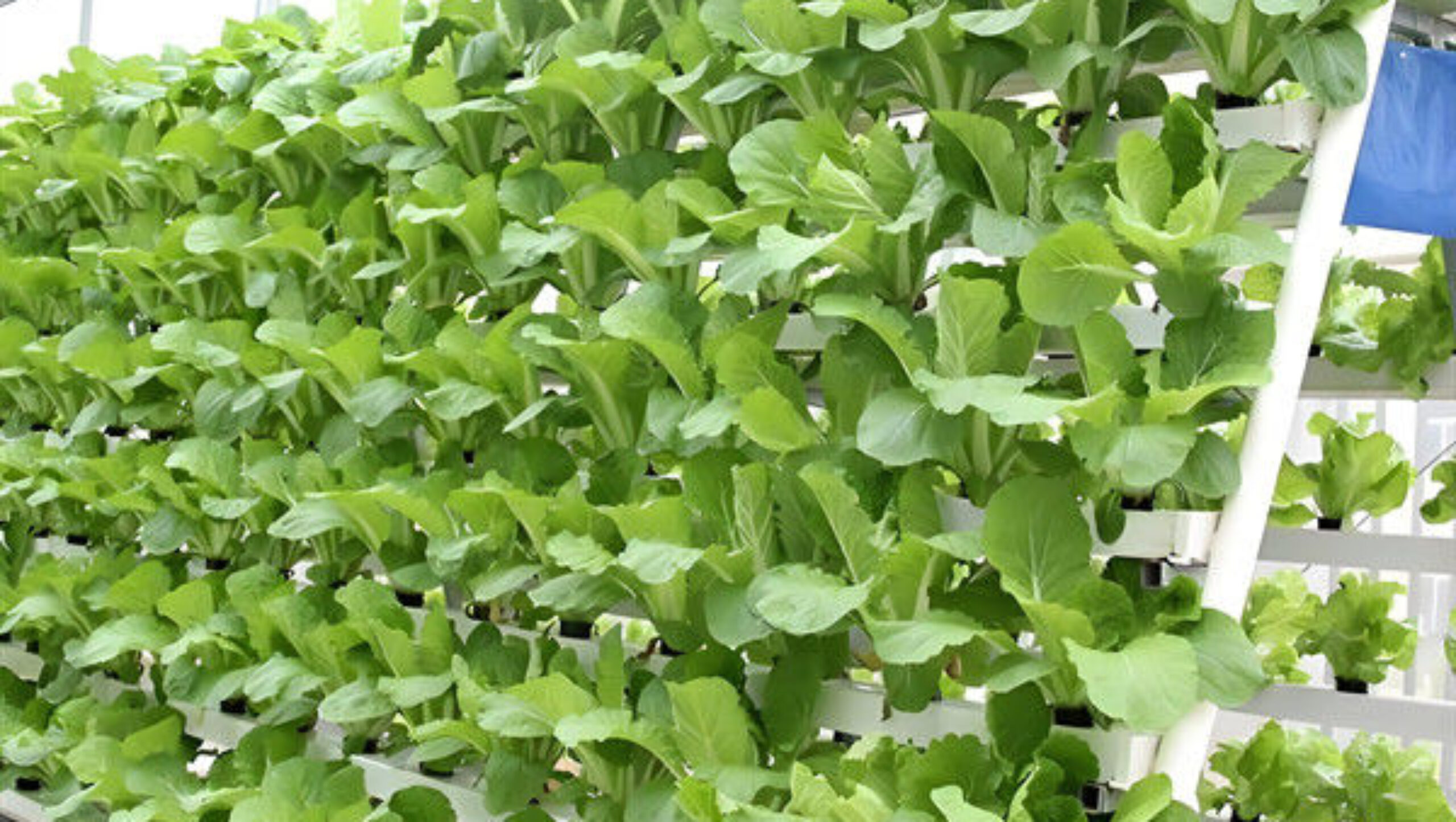 Soilless Culture Tomato Greenhouse With Nft Hydroponic System