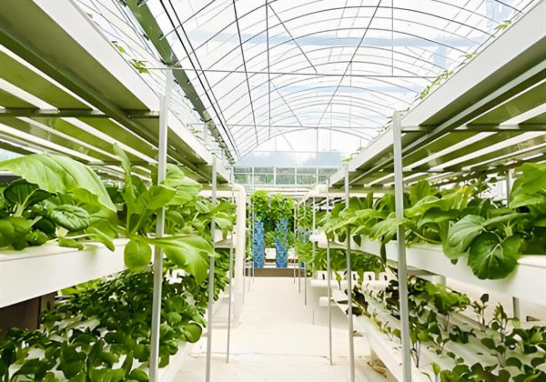 Soilless Culture Tomato Greenhouse With Nft Hydroponic System