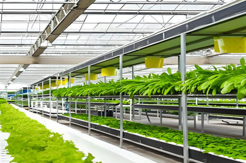 Soilless Culture Tomato Greenhouse With Nft Hydroponic System