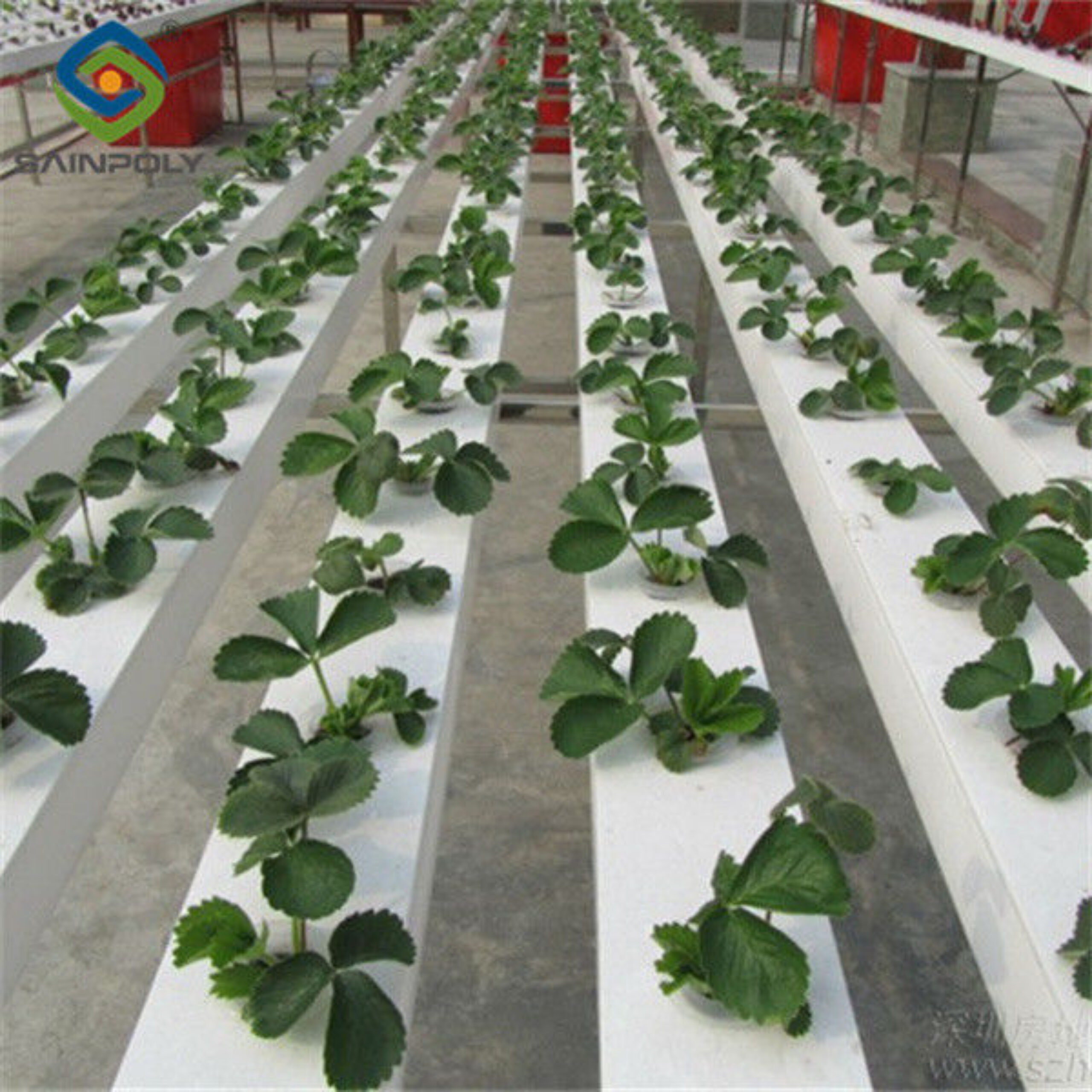 Stable Energy Saving Strawberry Greenhouses With Heating Cooling System