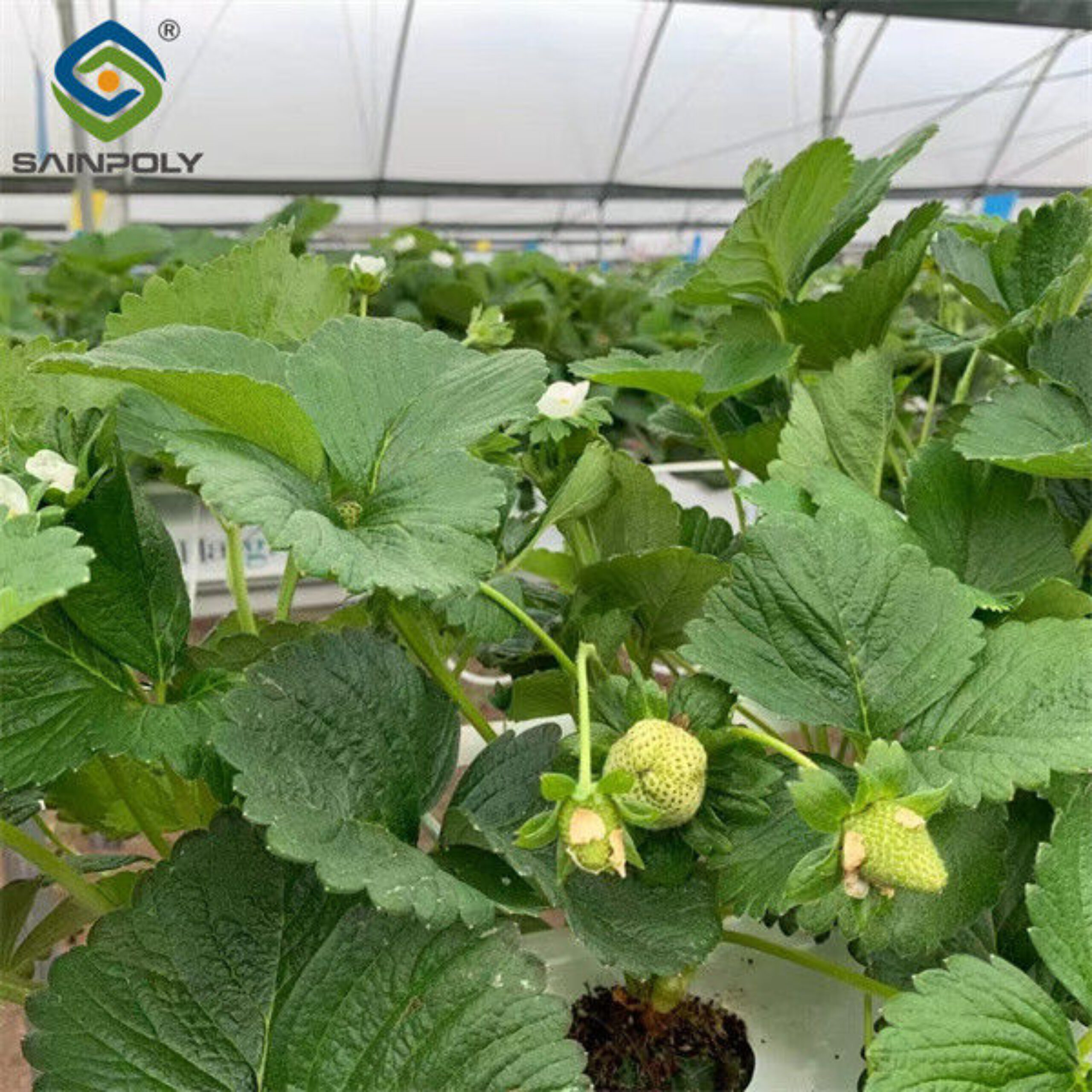 Stable Energy Saving Strawberry Greenhouses With Heating Cooling System