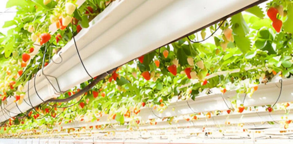 Stable Energy Saving Strawberry Greenhouses With Heating Cooling System
