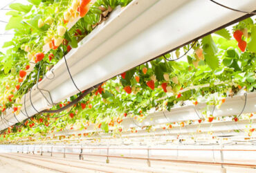 Stable Energy Saving Strawberry Greenhouses With Heating Cooling System