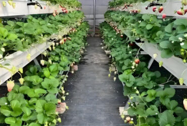 Stable Energy Saving Strawberry Greenhouses With Heating Cooling System