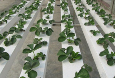 Stable Energy Saving Strawberry Greenhouses With Heating Cooling System